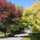 At 14 Coleridge St.- Cambridge Tree Trust